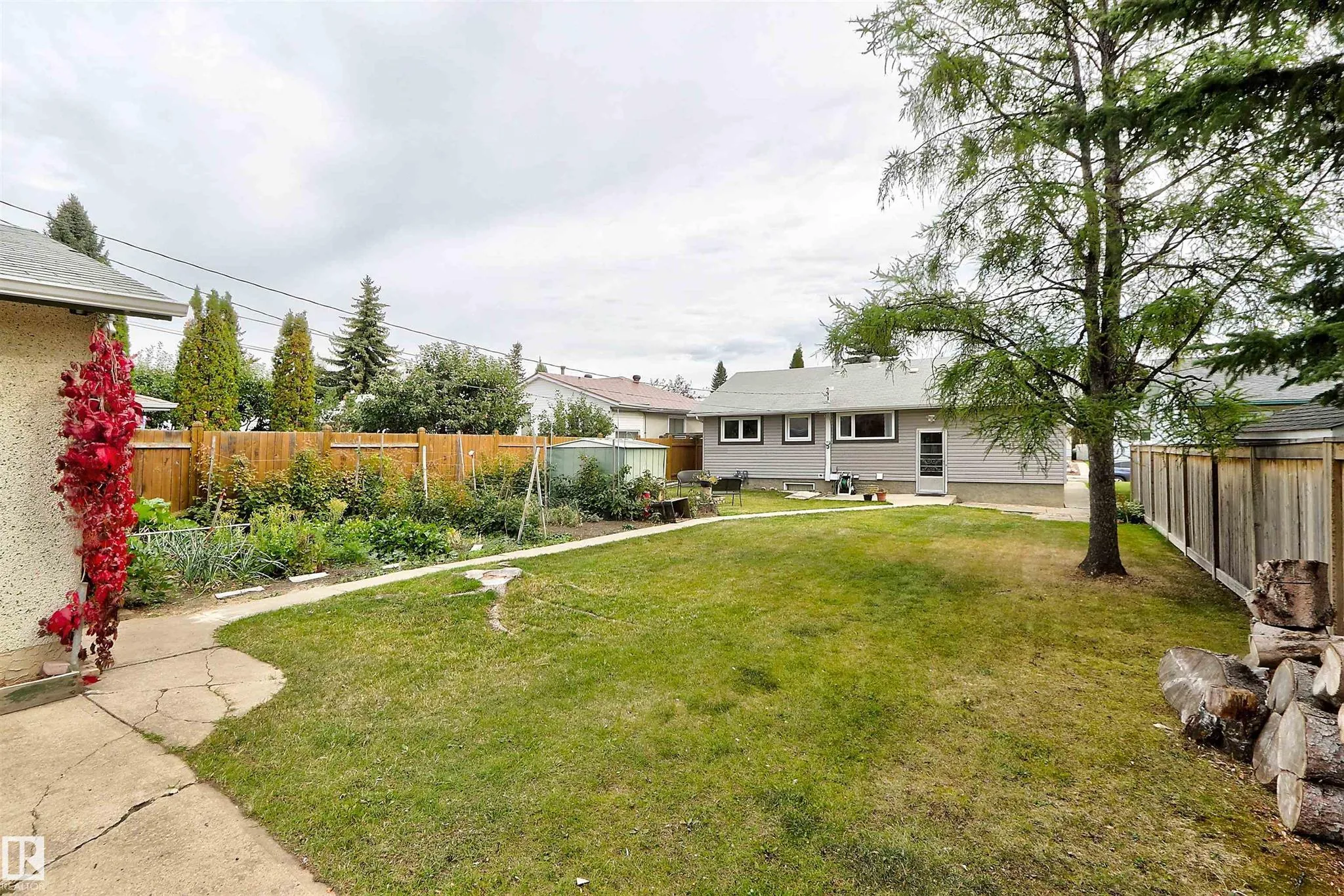 Before renovation, full backyard view from the garage looking back toward the house showing the lawn, tall pine, and back door of the house.